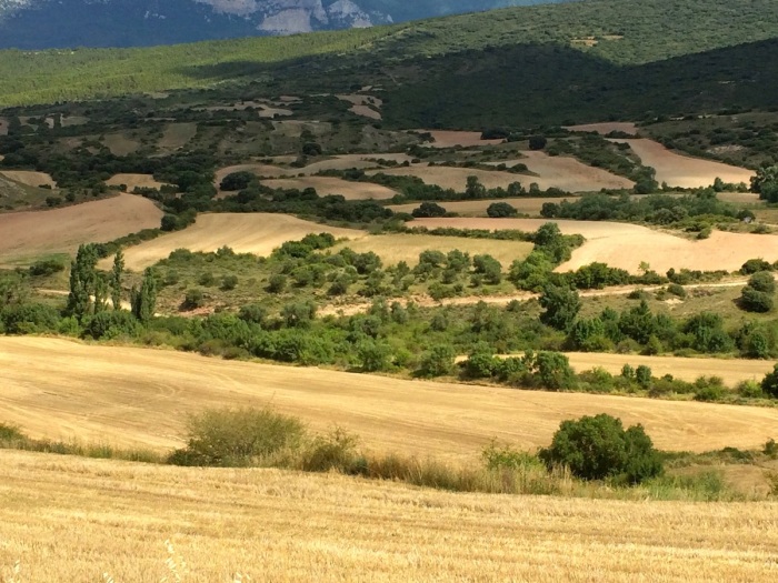 Der Weg von Undués de Lerda nach Sangüesa wird von Getreidefeldern gesäumt. Die Strecke bietet wunderbare Fotomotive.